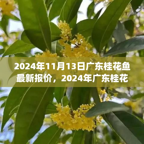 2024年广东桂花鱼最新报价及购买指南，适合初学者与进阶用户