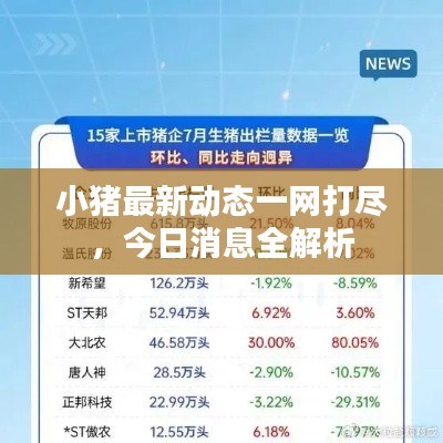 小猪最新动态一网打尽，今日消息全解析