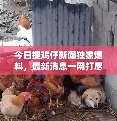 今日捉鸡仔新闻独家爆料，最新消息一网打尽！