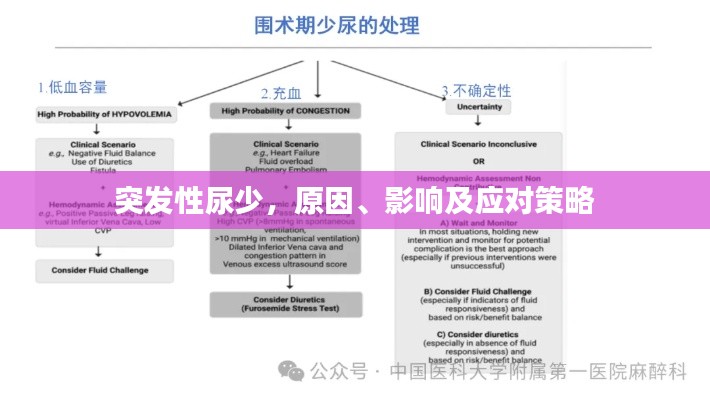突发性尿少，原因、影响及应对策略