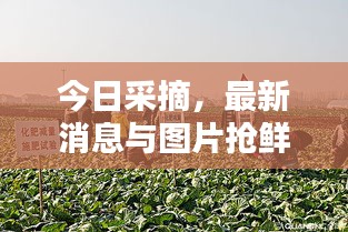 今日采摘，最新消息与图片抢鲜看